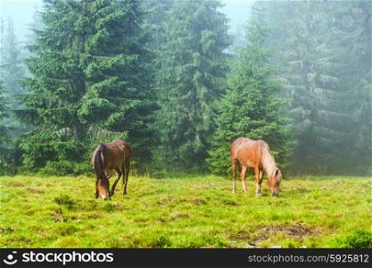 Two wild running horses grazing in the misty forest