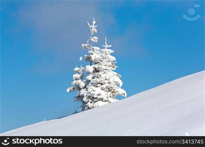 Two winter lonely snowy fir trees on mountainside on blue sky background