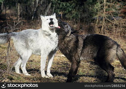 Two wolves playing near forest