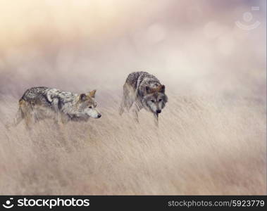 Two Wolves Stalking Through Tall Grass
