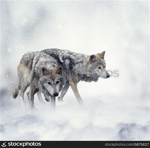 Two Wolves Walking in the Snow