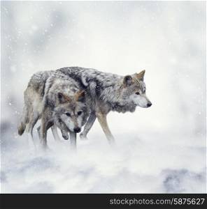 Two Wolves Walking in the Snow