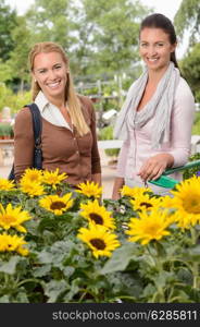 Two woman customer standing by sunflowers shopping in garden center