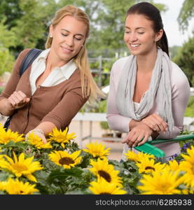 Two woman customers shopping for sunflowers in garden center