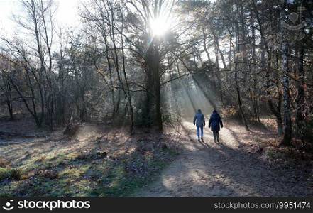 two women walk in autumn forest near doorn and utrecht in the netherlands on sunny day in the fall with fog