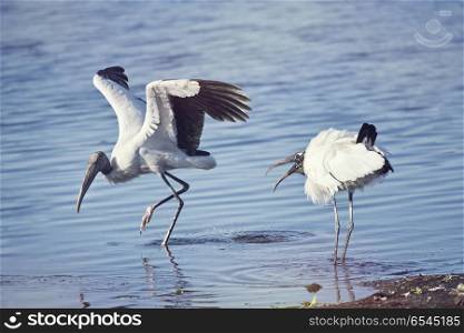 Two wood storks fighting in a lake. Two wood storks fighting