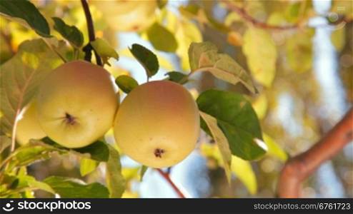 two yellow apples on a tree. Close-up