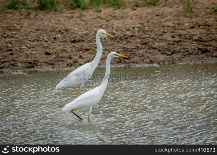 Two Yellow-billed egrets standing in the water in the Kalagadi Transfrontier Park, South Africa.