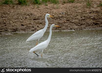 Two Yellow-billed egrets standing in the water in the Kalagadi Transfrontier Park, South Africa.