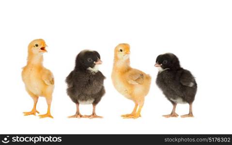 Two yellow chickens and a couple black isolated on a white background