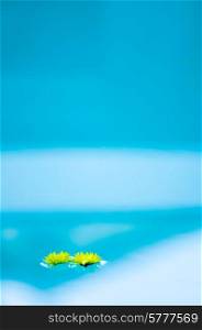 Two yellow daisy flowers floating on water, one next to the other. The yellow of the daisies constrasting with the blue of the water.