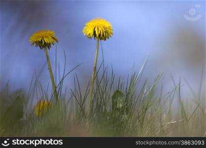 two yellow dandelions against blue sky in spring
