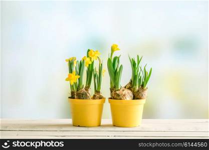 Two yellow flowerpots with daffodils in easter