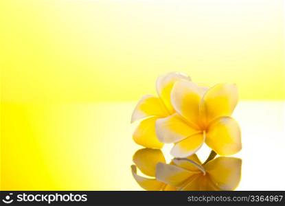 Two yellow Leelawadee flowers under warm sunshine