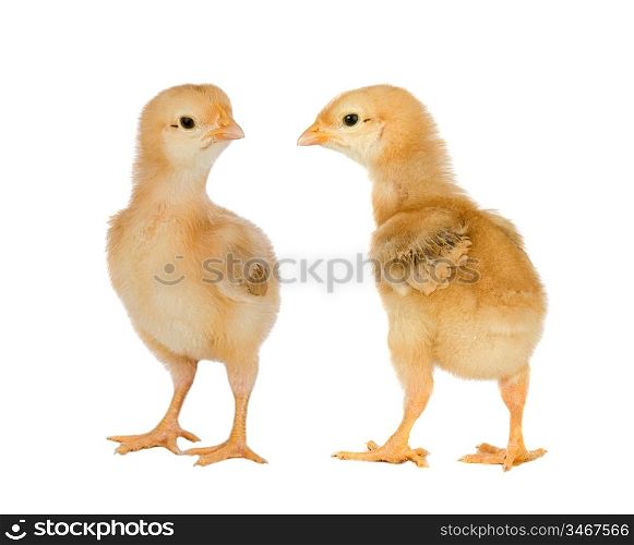 Two yellow little chickens a over white background
