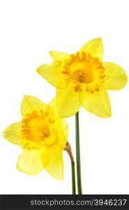 Two yellow narcissus isolated over the white background