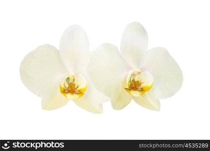 Two yellow orchid flowers isolated on white background