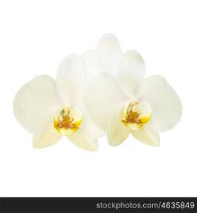 Two yellow orchid flowers isolated on white background