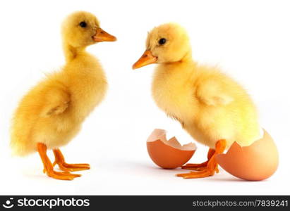 Two yellow small duck with egg isolated on a white background