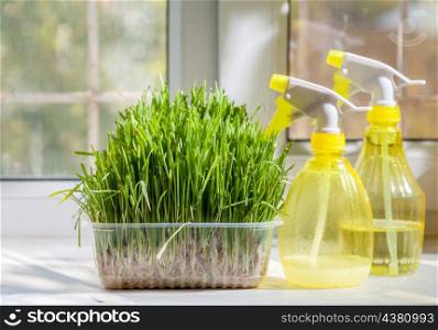 two yellow sprayer on the windowsill closeup near fresh freen grass in container