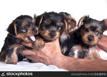Two yorkshire puppies playing in the garden. Yorkie Puppies