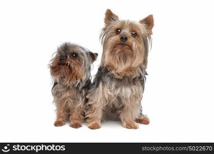 two Yorkshire terrier dogs. two Yorkshire terrier dogs in front of a white background