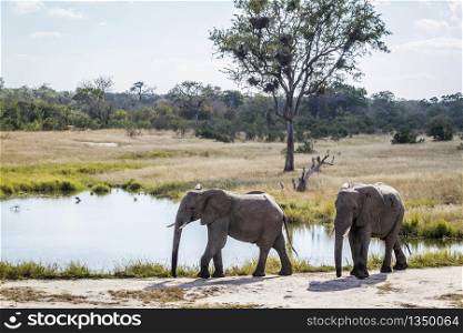 Two young African bush elephant on lakeside in Kruger National park, South Africa ; Specie Loxodonta africana family of Elephantidae. African bush elephant in Kruger National park, South Africa