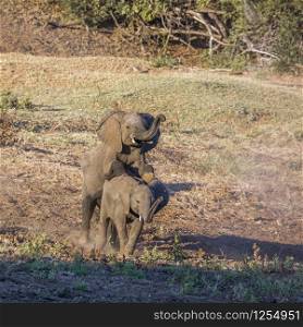 Two young African bush elephants playing mating in Kruger National park, South Africa ; Specie Loxodonta africana family of Elephantidae. African bush elephant in Kruger National park, South Africa