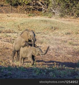 Two young African bush elephants playing mating in Kruger National park, South Africa ; Specie Loxodonta africana family of Elephantidae. African bush elephant in Kruger National park, South Africa
