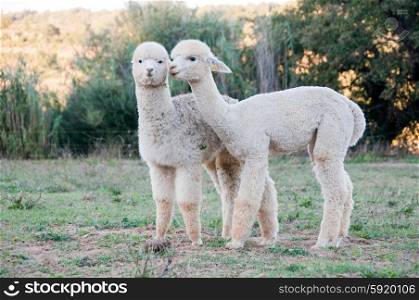 Two young alpaca friends
