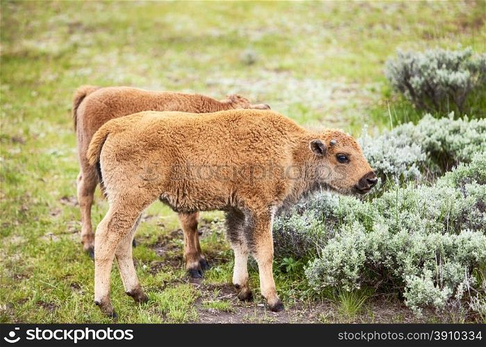 Two young American bison, or buffalo, calves are grazing in a meadow in Yellowstone National Park in Wyoming.
