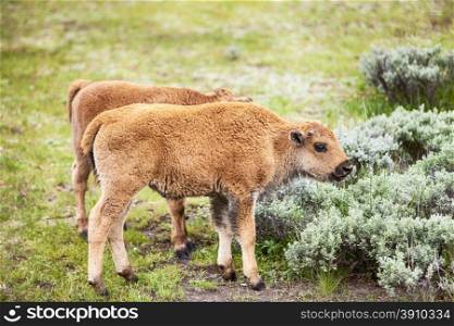 Two young American bison, or buffalo, calves are grazing in a meadow in Yellowstone National Park in Wyoming.