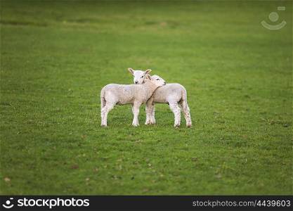 Two young baby spring lambs and sheep in a green farm field