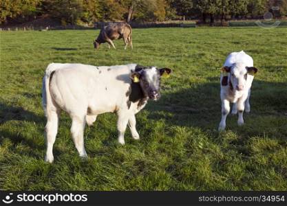 two young bull calfs in green meadow with cow in the background near Driebergen in the Netherlands