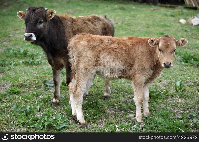 Two young calf standing in the rural court