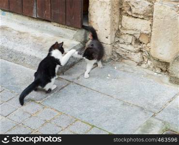 Two young cats playing at the door-step of an old house