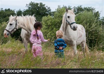 Two young children feeding two grey horses in a field