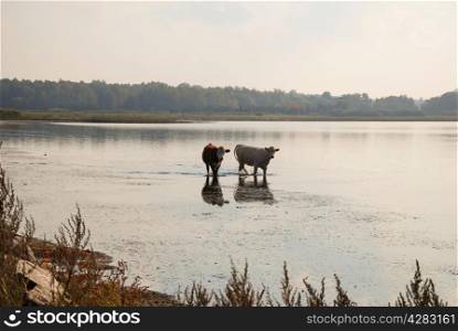 Two young cows walking in water at a misty early fall day