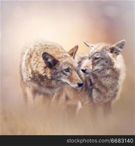 Two Young coyotes at sunset