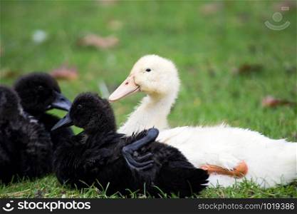 Two Young cute black and white Duck portrait, domestic bird with white and black feathers animals watching lying in the grass. Two Young cute black and white Duck portrait, domestic bird with white and black feathers animals watching