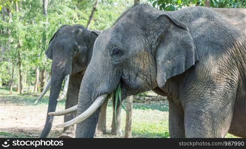 Two young elephant eating their food.