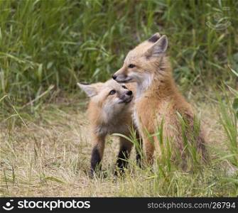 two young fox kits in grass