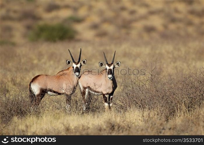 Two young Gemsbok antelopes (Oryx gazella), Kalahari desert, South Africa
