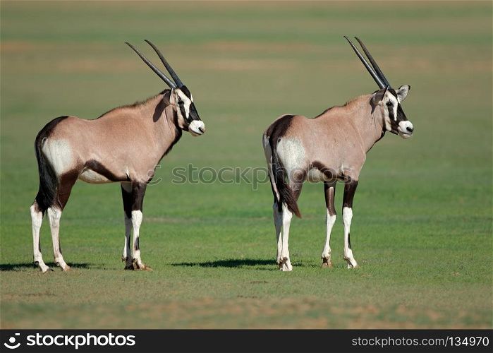 Two young gemsbok antelopes (Oryx gazella), Kalahari, South Africa. Young gemsbok antelopes