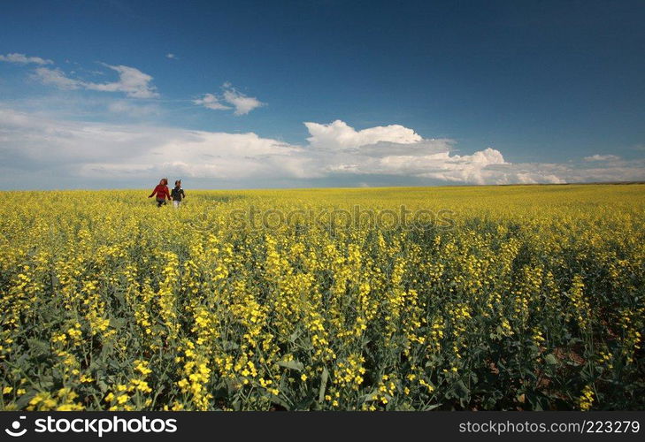 Two young girls in a canola field