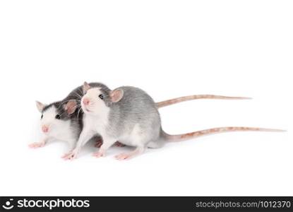 Two young gray rats isolated on white background. Rodent pets. Domesticated rats close up. Rats look at something