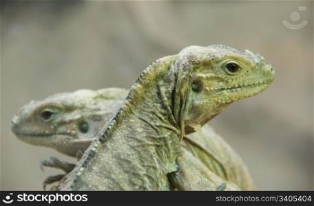 Two young iguanas - Vienna zoo
