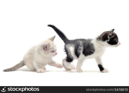 two young kitten in front of white background