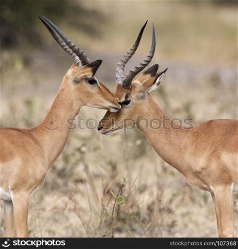 Two young male Impala (Aepyceros melampus melampus) in the Savuti region of Botswana.