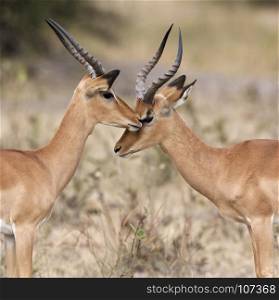 Two young male Impala (Aepyceros melampus melampus) in the Savuti region of Botswana.